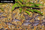 hoplisoma loxozonum hoplisoma loxozonum
