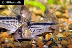 hoplisoma loxozonum hoplisoma loxozonum