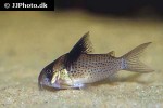 hoplisoma melanistium hoplisoma melanistium