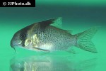 hoplisoma melanistium hoplisoma melanistium