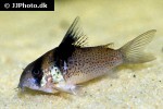 hoplisoma melanistium hoplisoma melanistium