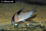 hoplisoma melanistium hoplisoma melanistium
