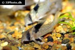 hoplisoma melanistium hoplisoma melanistium