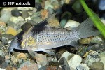 hoplisoma melanistium hoplisoma melanistium
