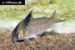 hoplisoma melanistium hoplisoma melanistium