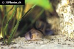 hoplisoma melini hoplisoma melini