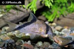 hoplisoma melini hoplisoma melini