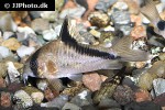 hoplisoma melini hoplisoma melini