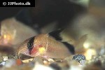 hoplisoma metae hoplisoma metae