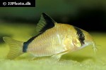 hoplisoma metae hoplisoma metae