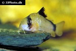 hoplisoma metae hoplisoma metae
