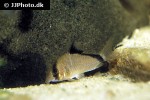 hoplisoma metae hoplisoma metae