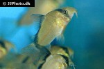 hoplisoma metae hoplisoma metae