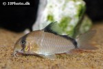 hoplisoma metae hoplisoma metae