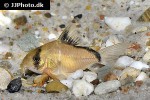 hoplisoma metae hoplisoma metae