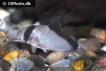 hoplisoma metae hoplisoma metae