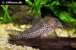 hoplisoma multimaculatum hoplisoma multimaculatum