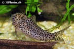 hoplisoma multimaculatum hoplisoma multimaculatum