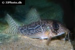hoplisoma noxium hoplisoma noxium