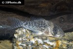 hoplisoma noxium hoplisoma noxium