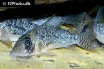 hoplisoma noxium hoplisoma noxium