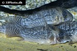 hoplisoma noxium hoplisoma noxium