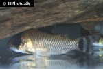 hoplisoma oiapoquense hoplisoma oiapoquense