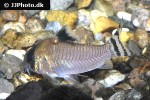 hoplisoma oiapoquense hoplisoma oiapoquense