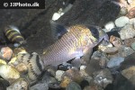 hoplisoma oiapoquense hoplisoma oiapoquense