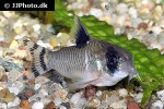 hoplisoma oiapoquense hoplisoma oiapoquense