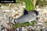 hoplisoma oiapoquense hoplisoma oiapoquense