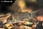 hoplisoma osteocarus hoplisoma osteocarus