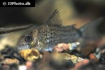 hoplisoma osteocarus hoplisoma osteocarus
