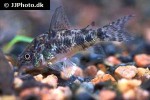 hoplisoma paleatum hoplisoma paleatum