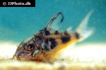 hoplisoma paleatum hoplisoma paleatum
