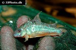 hoplisoma paleatum hoplisoma paleatum