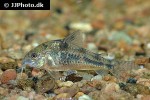 hoplisoma paleatum hoplisoma paleatum