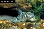 hoplisoma paleatum hoplisoma paleatum