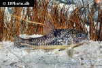 hoplisoma paleatum hoplisoma paleatum