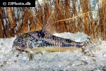 hoplisoma paleatum hoplisoma paleatum