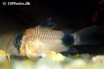 hoplisoma panda hoplisoma panda