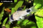 hoplisoma panda hoplisoma panda