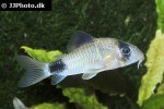 hoplisoma panda hoplisoma panda