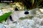 hoplisoma panda hoplisoma panda