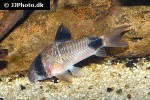 hoplisoma panda hoplisoma panda