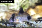hoplisoma panda hoplisoma panda