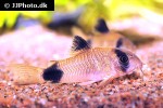 hoplisoma panda hoplisoma panda