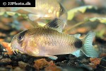 hoplisoma panda hoplisoma panda