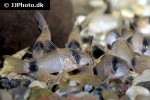 hoplisoma panda hoplisoma panda
