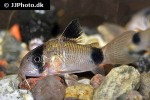 hoplisoma panda hoplisoma panda